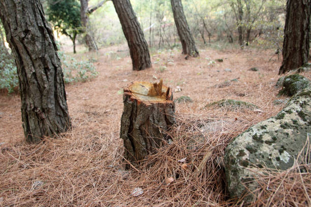 How Our Tree Care Process Works  in  Fairview Park, IN